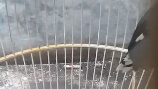 smart starlings