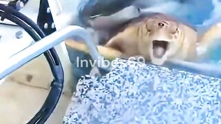 No One Expected- What This Grateful Turtle Did Next?