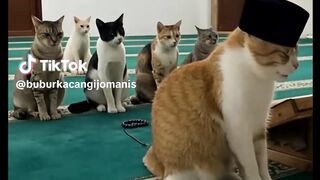 Ketika Meong Lebih Paham Tentang Sholat
