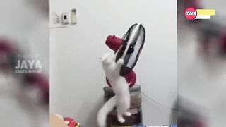 8 menit video kucing lucu banget bikin ngakak