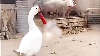 Funny Moments Between a Pig and a Goose   Goose vs Pig  The Comedy Duo!