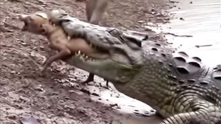 When the brave Monkey saved his friend
