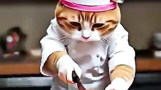 Funny Cat Video - Cute Cat Making Sushi