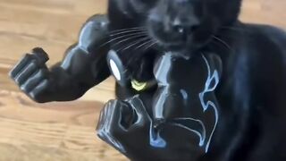 Funny cat videos
