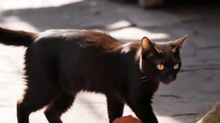 Cat indonesia animal