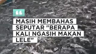 Masih membahas seputar Berapa kali ngasih makan lele Biar lebih faham