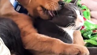 Dogs and cats are good friends dogcat