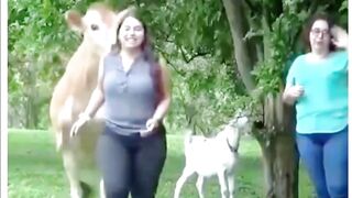 beloved cow