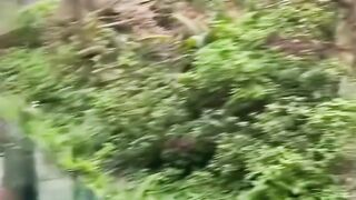 FUNNY PANDA COMPILATION - Cute and funny panda compilation