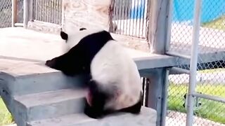 FUNNY PANDA VIDEO COMPILATION 2025 TRY NOT TO LAUGH HARD!