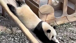 VIRAL FUNNY PANDA SLIDING DOWN LIKE A BABY