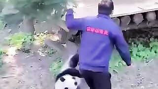 VIRAL FUNNY BABY PANDA VIDEOS THAT MADE ME SCREAM