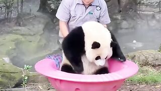 CUTEST FUNNY BABY PANDA COMPILATION EVER - VIRAL 2025!