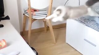 FUNNY jumping fails cat video compilation - SUPER FUNNY!