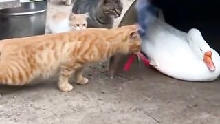 Cat funny video 11