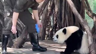 FUNNY baby panda video compilation - TRY NOT TO LAUGH!