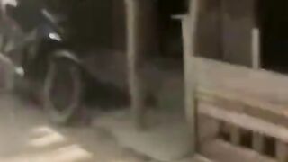 Harimau mau perkampungan