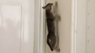 Cat manjat tembok
