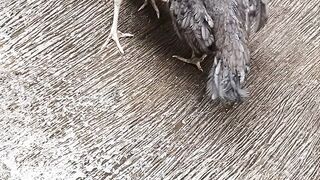 hens fighting over territory