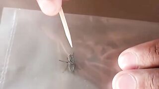 INFORMASI BAHAYA MHON DI SIMAK