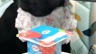 ASMR Puppy Eats Colorful Snacks   Cutest Crunch Ever!