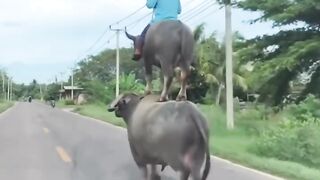 Buffalo Riding Another Buffalo?! You Wont Believe This!