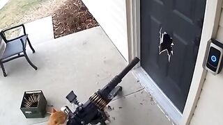 This Cat Almost Caused an Explosion?!  His Owner Was Shocked to See What He Was Holding!