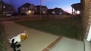 The cats silly behavior of shooting randomly makes its owner laugh