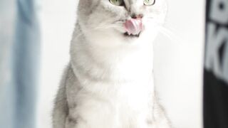 when my cat becomes stylish in 1 second