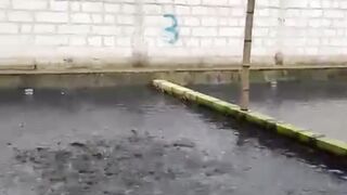 Padahal sedang musim HUJAN tapi lele SEHAT makan LAHAP tumbuh OPTIMAL