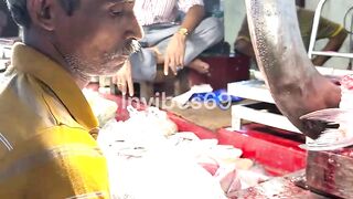 King Size, Biggest Asian Seabass Fish