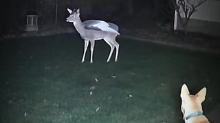 The deer can fly