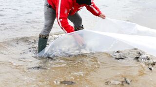 People are releasing fish into the sea