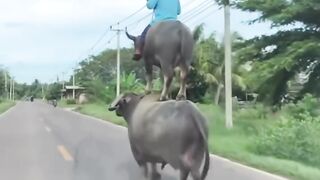 Funy videos