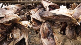 Dried fish hanging