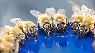 Milagros científicos en el Corán y la Sunnah 25