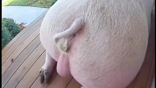That moment when your pig roommate drops a nuclear fart and the Chihuahua just cant handle it