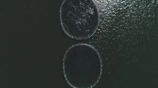 Fish cages seen from above