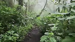 The jungle nature