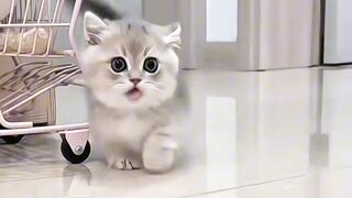 my sweet and cute cat