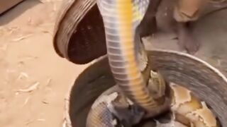 Brave Little Boy Touches a Giant Cobra at Indian Animal Market