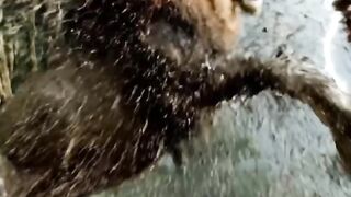 Clash of Predators The Lion and the Crocodile