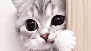 cute kitten