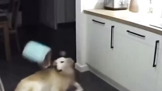Funny video