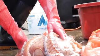 Cooking giant octopus recipe