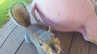 Fat Pig Farts on Squirrel  He Spins, Faints, and Sticks Out His Tongue!