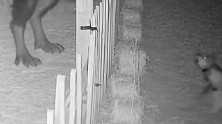 are scary fy cctv skinwalker What is this