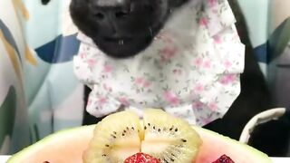 ASMR Dog Eating Challenge