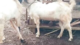Peternakan kambing.