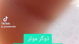 Funny video dogar motor